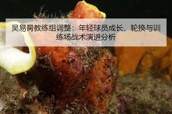 吴易昺教练组调整：年轻球员成长、轮换与训练场战术演进分析
